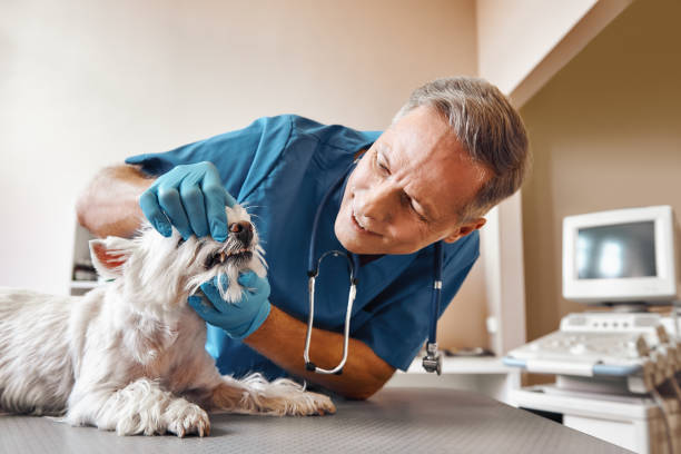 Best Emergency Dental Surgery in Tanque Verde, AZ